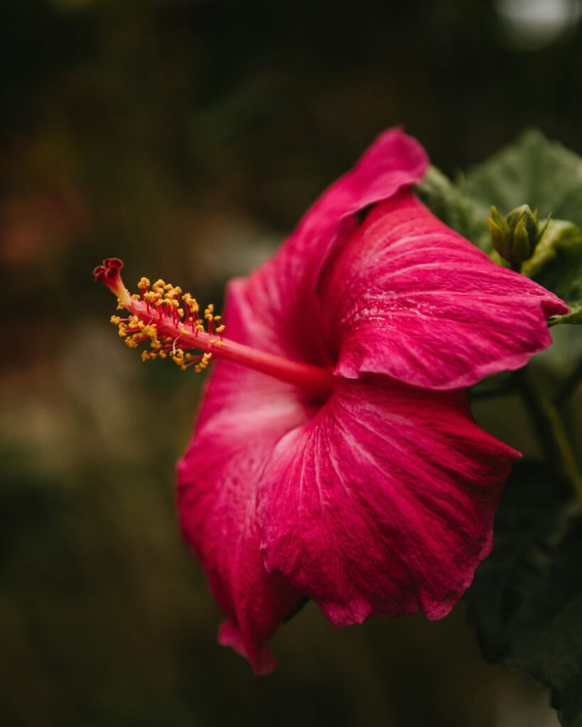 pink Hawaiian hibiscus flower
